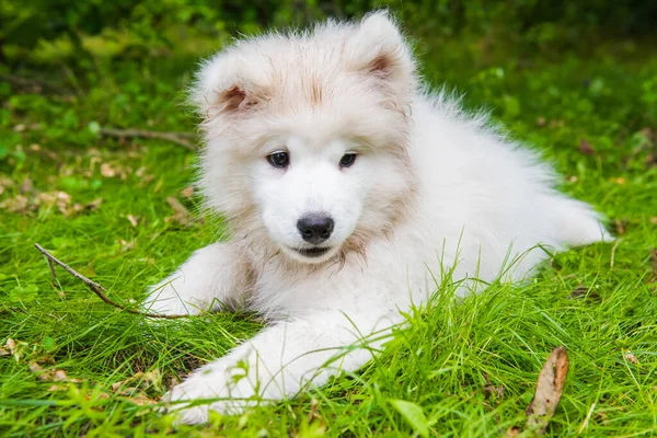 Samoyed cachorro perro en el jardín en la hierba verde —  Fotos de Stock