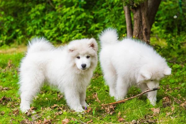 Dois cachorros Samoyed cães estão jogando na grama — Fotografia de Stock