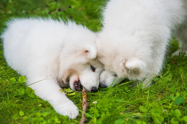 Två vita Samoyed valpar leker med pinne — Stockfoto