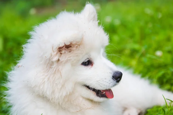 Samoyed szczeniak pies w ogrodzie na zielonej trawie — Zdjęcie stockowe