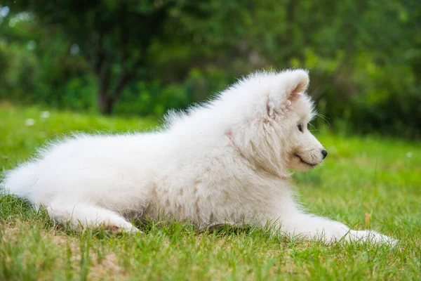 白いサモイドの子犬は緑の草の上に座っています — ストック写真