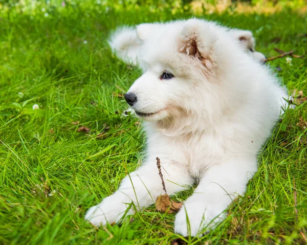 Samoyed szczeniak pies w ogrodzie na zielonej trawie — Zdjęcie stockowe