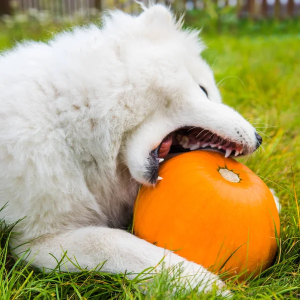 White Samoyed dog is eating halloween pumpkin.