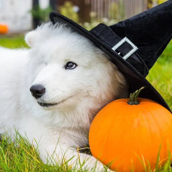 Branco Samoyed cão em chapéu com abóbora halloween . — Fotografia de Stock