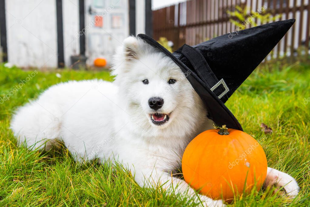 White Samoyed dog in hat with halloween pumpkin.