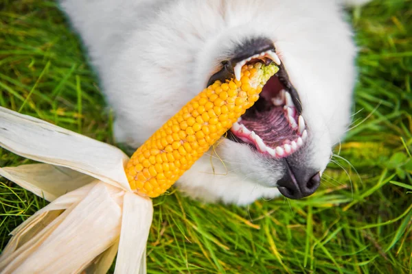 White Samoyed hond eet zijn maïs — Stockfoto