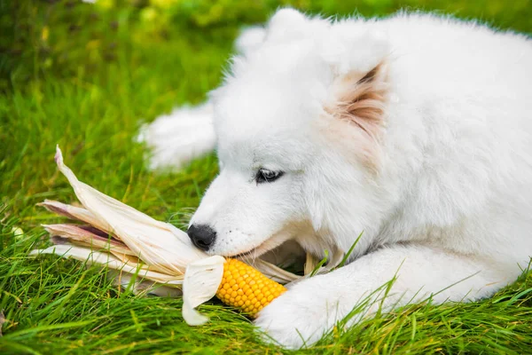 Beyaz Samoyed köpeği mısırını yiyor.