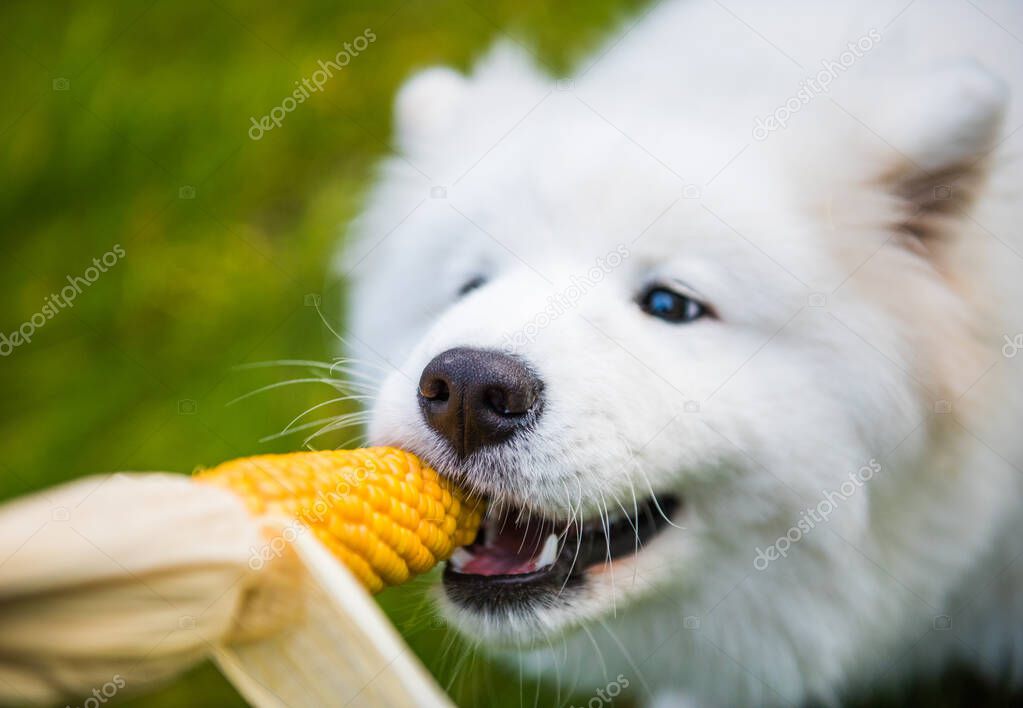 White Samoyed dog is eating his corn