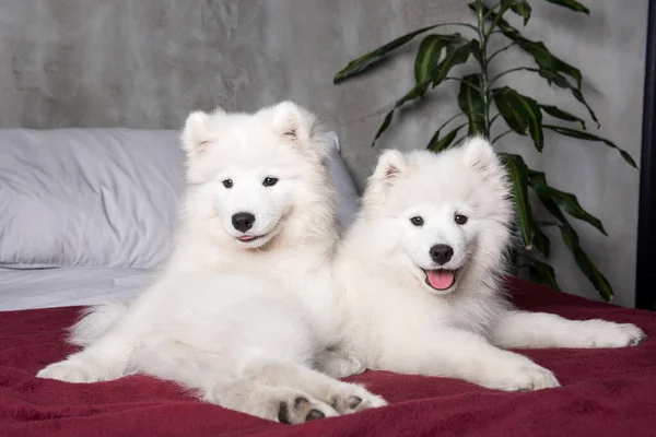 Dois cachorros cães samoyed na cama vermelha no fundo do quarto — Fotografia de Stock