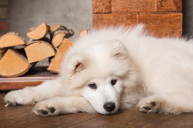 Ahşap zemin ve şömine üzerinde yakacak odun ile Komik Samoyed köpek yavrusu.