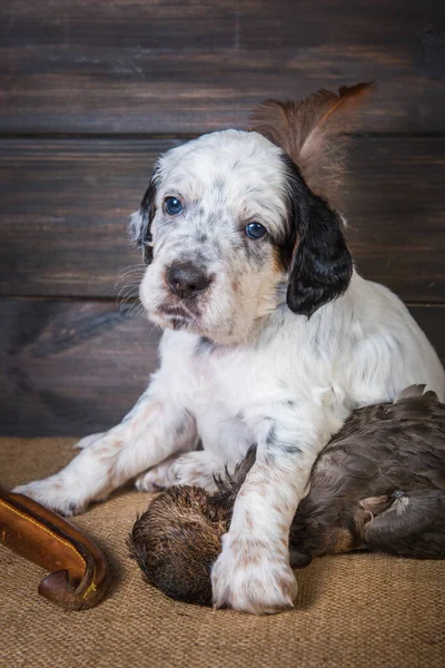English setter puppy dog with knife and duck — Stock Photo, Image