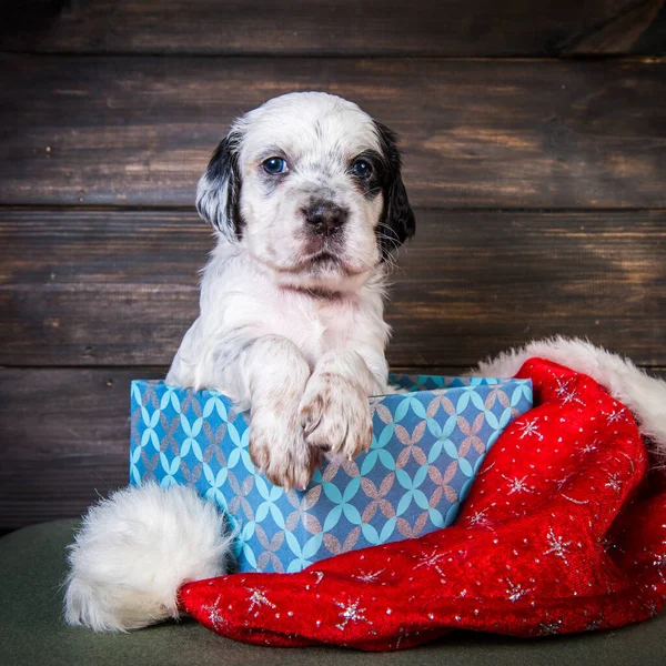 English setter puppy with santa claus hat.