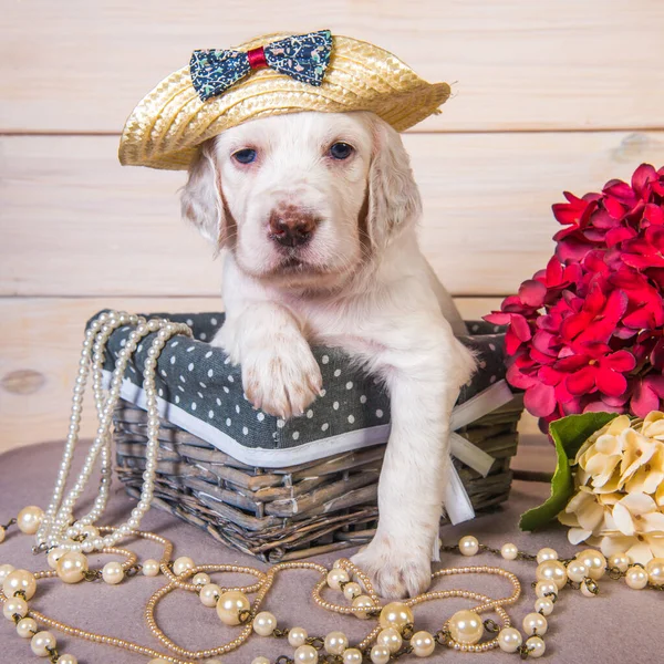 Cachorro inglés setter en una canasta de madera con flores —  Fotos de Stock
