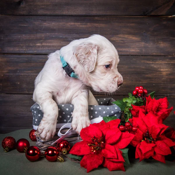 Engelse setter puppy met poinsettia rode bloemen. — Stockfoto