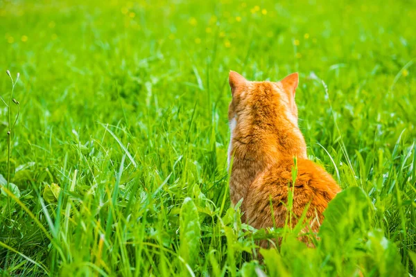 Röd katt sitter med ryggen vänd på gräset — Stockfoto