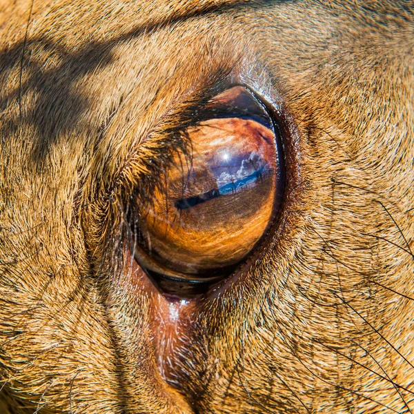 Ojo de ciervo cerca con pestañas y pupila — Foto de Stock