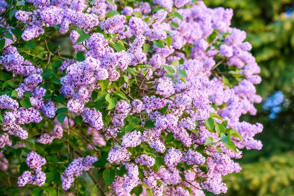 Branch of purple lilac flowers with the leaves — Stock Photo, Image