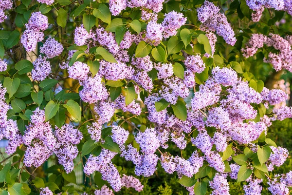 Rama de flores lila púrpura con las hojas —  Fotos de Stock
