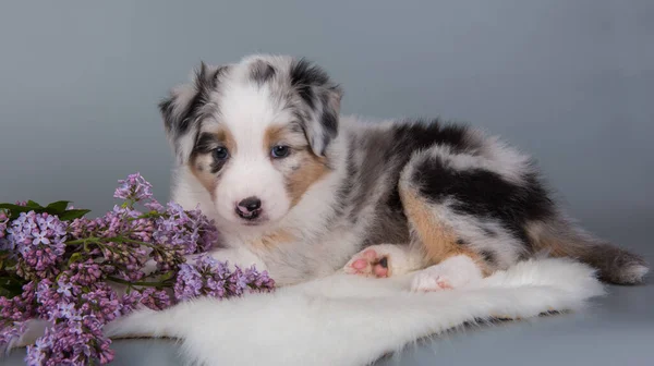 Rød Merle Australske Shepherd hvalp lilla blomster - Stock-foto