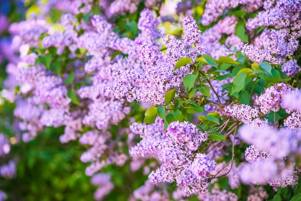 Branch of purple lilac flowers with the leaves — Stock Photo, Image