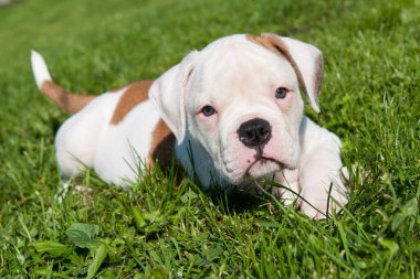 Komik beyaz Amerikan Bulldog köpeği doğada