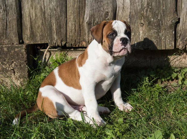 Vicces Szép Piros Amerikai Bulldog Kiskutya Természetben — Stock Fotó