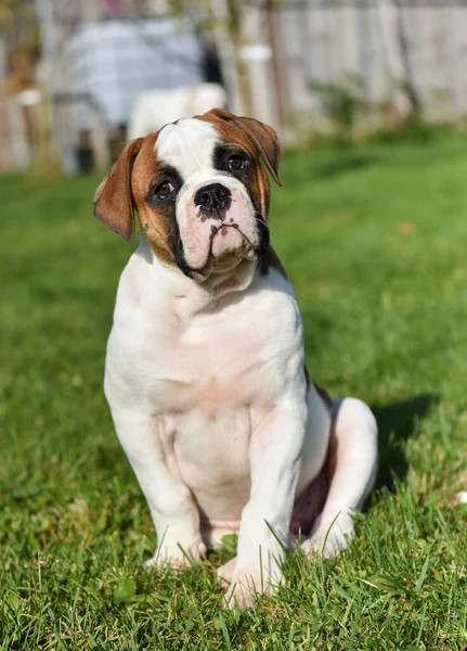 Engraçado Bonito Cachorrinho Bulldog Americano Vermelho Natureza — Fotografia de Stock