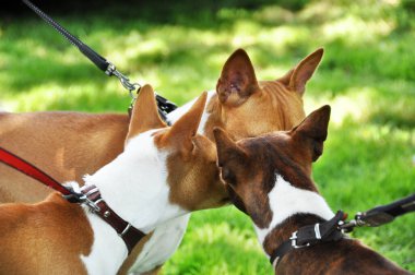 Üç kırmızı Basenji köpeği burun buruna geliyor..