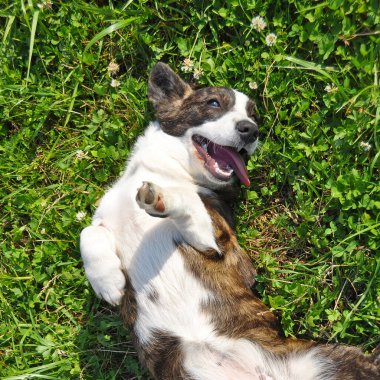 Galli Cardigan Corgi köpeği çimlerin üstünde komik bir poz veriyor. Safkan Galli Corgi dışarıda oynuyor.