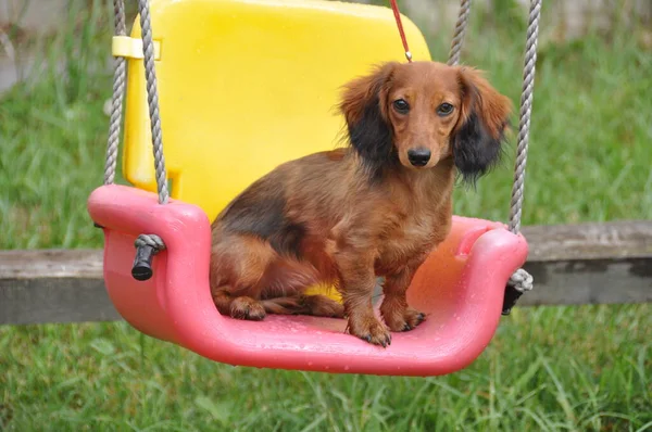 Divertido Conejo Pelo Largo Dachshund Sentado Columpio —  Fotos de Stock