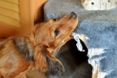Kızıl uzun saçlı dachshund köpeği mobilyaları çiğner..