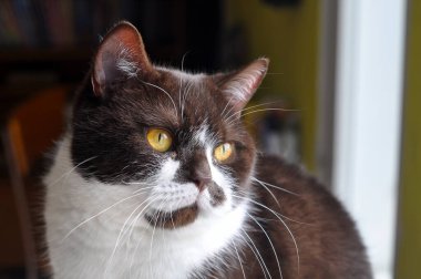 Açık sarı gözlü İngiliz kısa çikolata saçlı kedisi pencerenin yanında oturuyor.