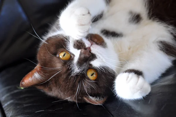 British Short Chocolade Haar Kat Met Heldere Gele Ogen Speelt — Stockfoto