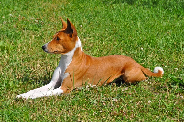 Red Dog Breed Basenji Lies Green Grass — Stock Photo, Image