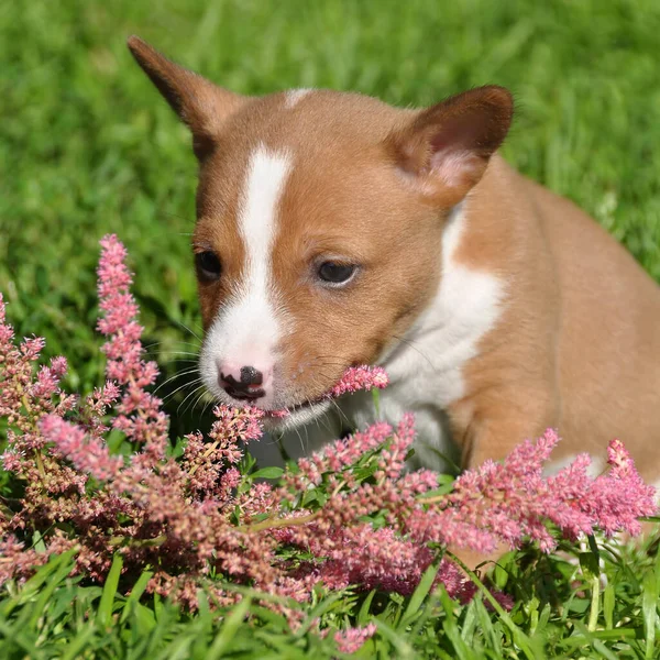 Красивый Красный Маленький Щенок Basenji Собака Цветами Зеленой Траве Снаружи — стоковое фото