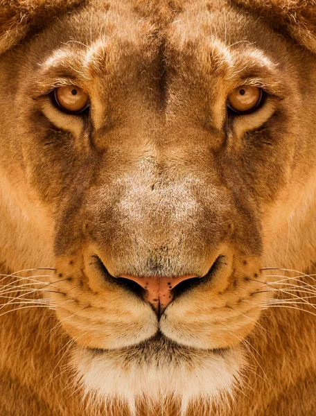 Löwin Close Porträt Gesicht Einer Löwin Panthera Leo — Stockfoto