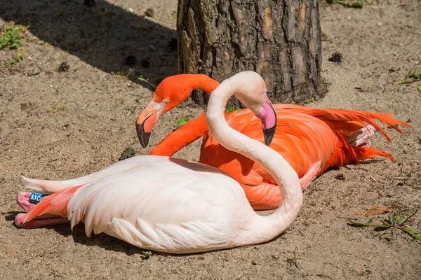 Dwie Głowy Flaminga Różowy Czerwony Kolor Zewnątrz Zoo — Zdjęcie stockowe