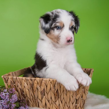 Kırmızı Merle Avustralyalı çoban köpeği leylak çiçekleri