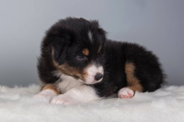 Avustralya çoban köpeği. Üç renkli siyah ten rengi yavru köpek.