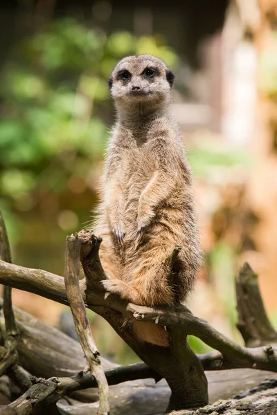 Mirket, Suricata suricatta, ağaçta oturuyor. — Stok fotoğraf