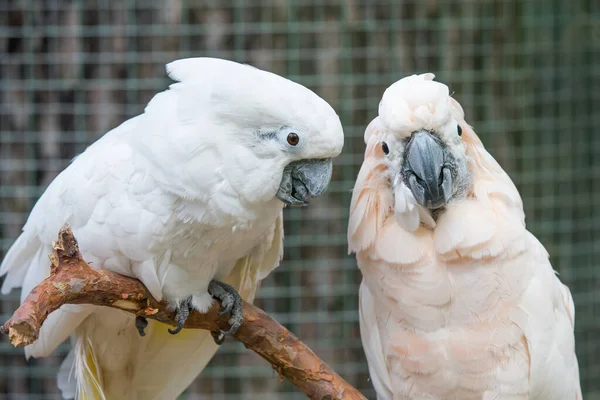 Preciosa pareja blanca cacatúas loros en rama — Foto de Stock