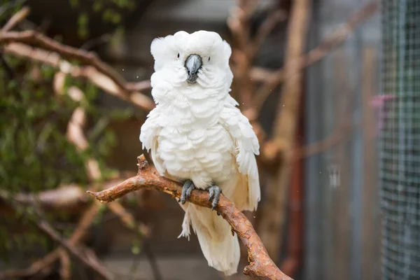 White cockatoo parrot sitting on a branch — Stock Photo, Image