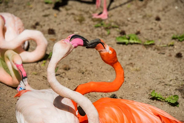 Two Flamingo Heads Pink Red Color Heart Shaped Flamingos Beak — Stock Photo, Image