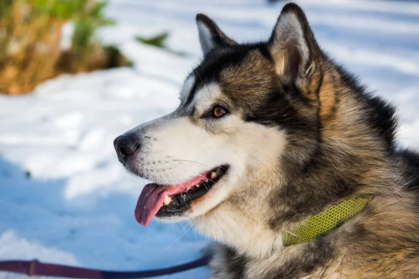 Alaskan Malamute犬の顔を雪で閉じます — ストック写真