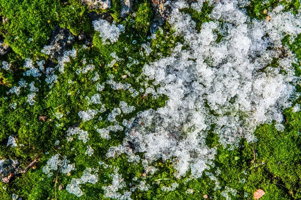 Musgo coberto de neve. neve inverno fundo — Fotografia de Stock