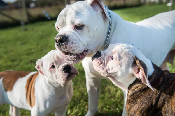 American Bulldog cachorros con madre están jugando — Foto de Stock