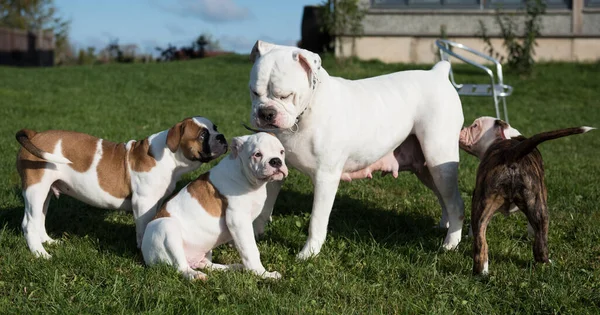 Amerikai Bulldog kölykök anyával játszanak. — Stock Fotó