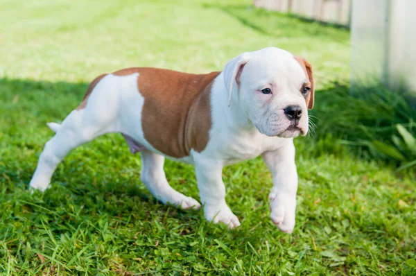 Amerikaanse Bulldog puppy over de natuur in de tuin — Stockfoto