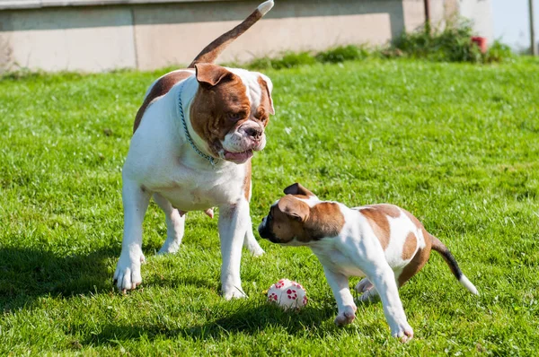 Американские щенки Бульдога с матерью играют — стоковое фото
