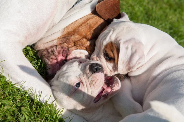 Amerikaanse Bulldog puppies met moeder spelen — Stockfoto